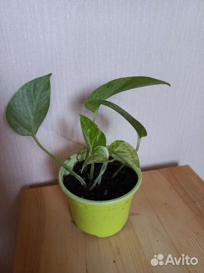 Эпипремнум марбл квин