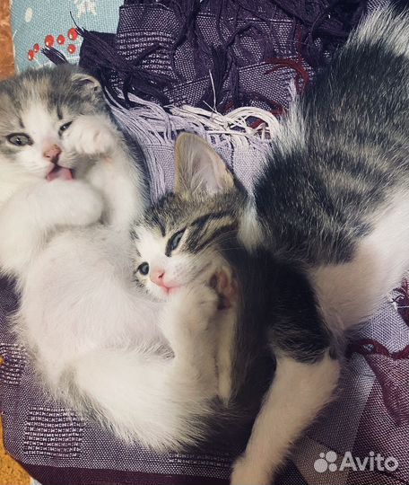 Отдам котенка в добрые руки