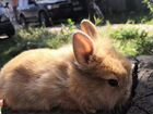 Карликовые кролики объявление продам
