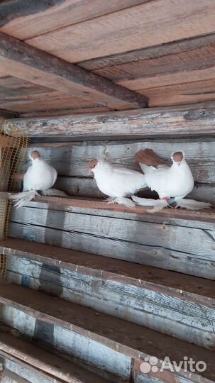 Продажа голубей