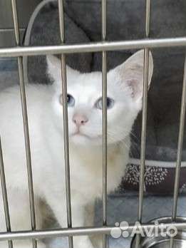 Кошка с голубыми глазами