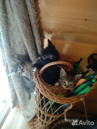 Котята тигрята, помесь Египетской