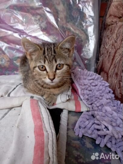 Кошки в добрые руки бесплатно