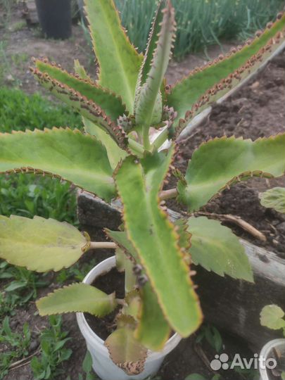 Обмен Каланхоэ лечебное на суккуленты, антуриум