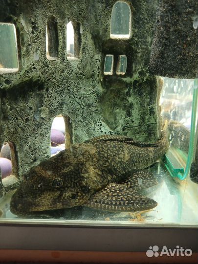 Аквариум с тумбой jebo плюс всё содержимое
