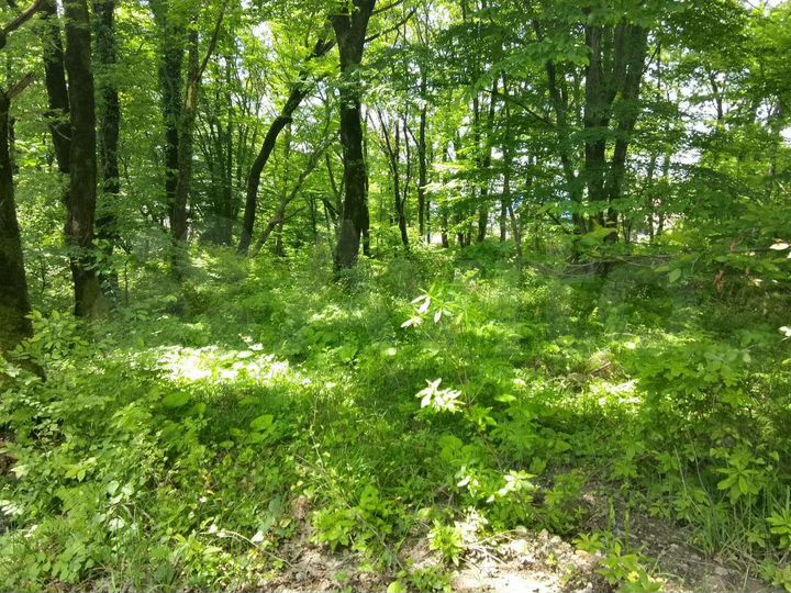 Участок 1,6 га (ИЖС)