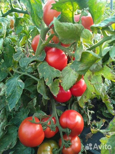 Грунтовые Огурцы, Помидоры, Яйцо