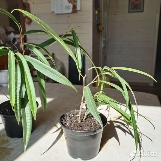 Фикус Али,Бенжамина