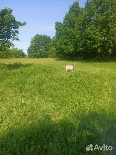 Коза дойная