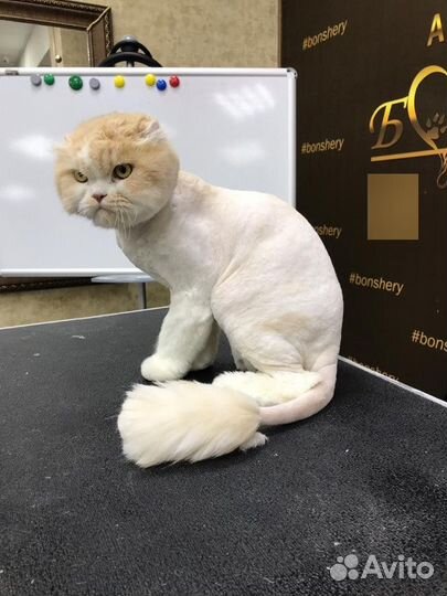 Стрижка кошек и собак. Ультразвуковая чистка зубов