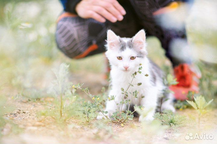 Котенок ищет семью