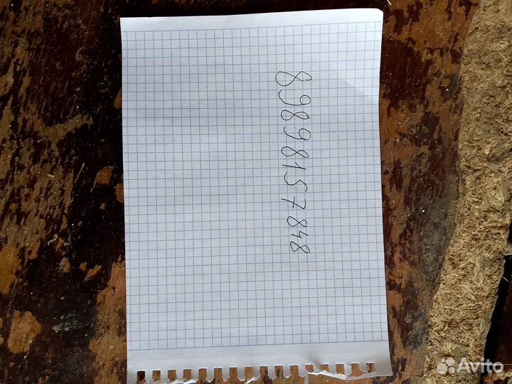 Домашние поросята