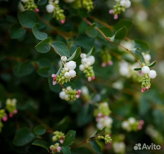 Снежноягодник