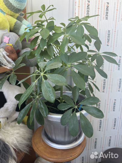 Комнатные цветы