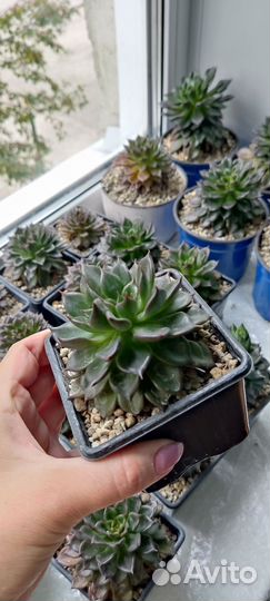 Суккуленты Эчеверия Эхеверия Блэк принц Black