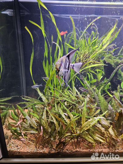 Аквариум