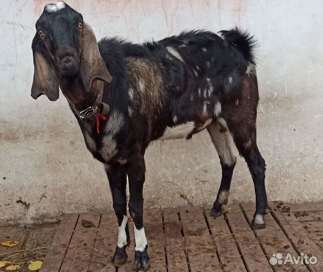 Англо нубийские козлята