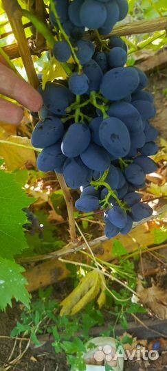 Виноград