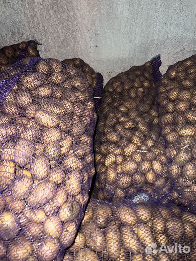 Семенной картофель сорт вега коломбо