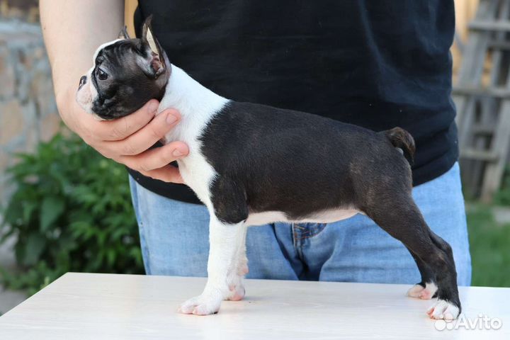 Бостон терьер