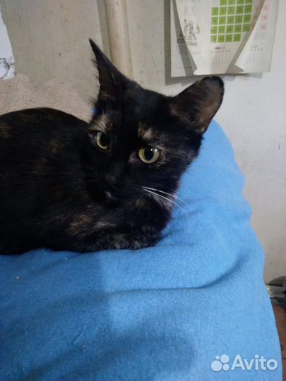 Кошка Мусинда ищет дом