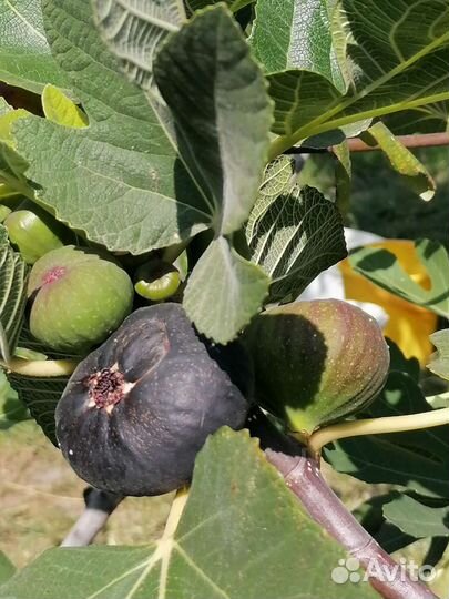 Экзотические плодовые растения