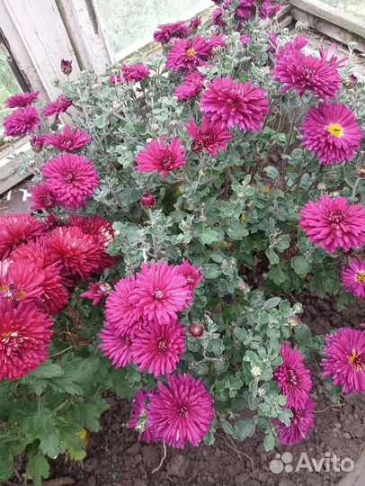 Черенки хризантемы