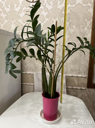 Замиокулькас