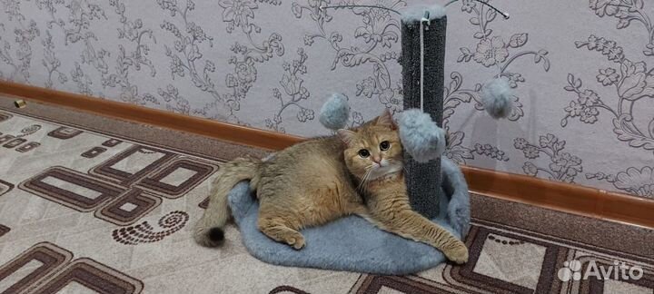 Бриташки шиншилляшки