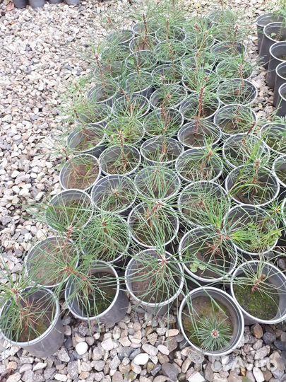 Сосна чёрная