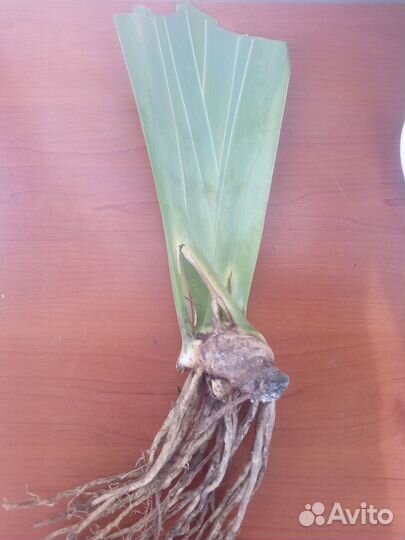 Ирис бородатый Marie-Jose NAT (Кайо, 2001)