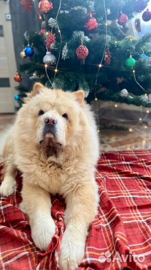 Кабель для вязки Чау -Чау