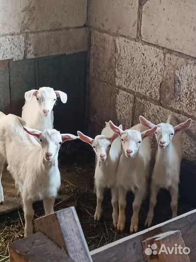 Козлята