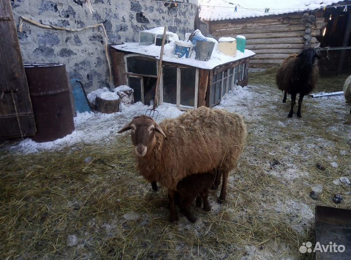 Курдючные бараны овцы