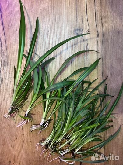 Хлорофитум. Сциндапсус эпипремнум