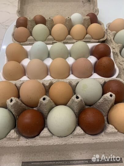 Яйца на инкубацию