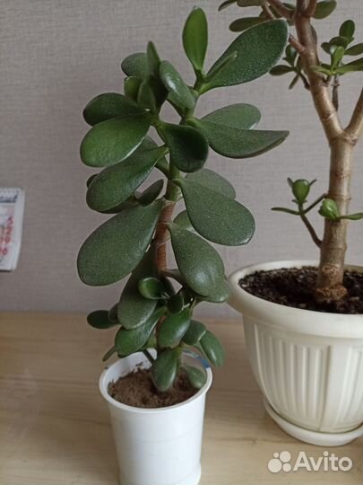 Денежное дерево толстянка