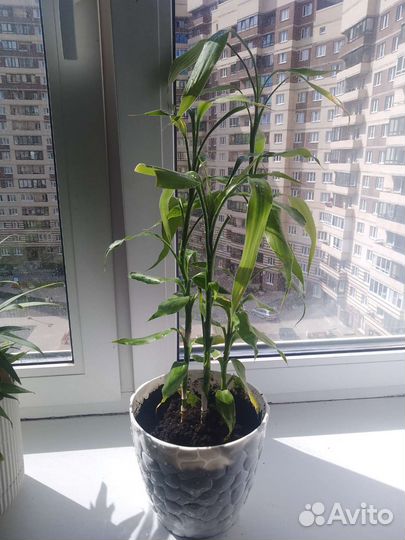 Комнатный бамбук