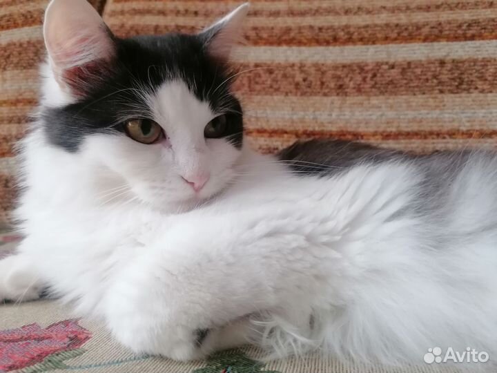 Турецкий ван. Кошка