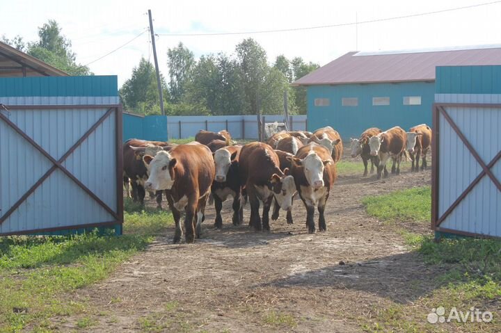 Фермерское хозяйство