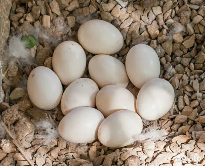 Яйца утиные на инкубацию, разведение