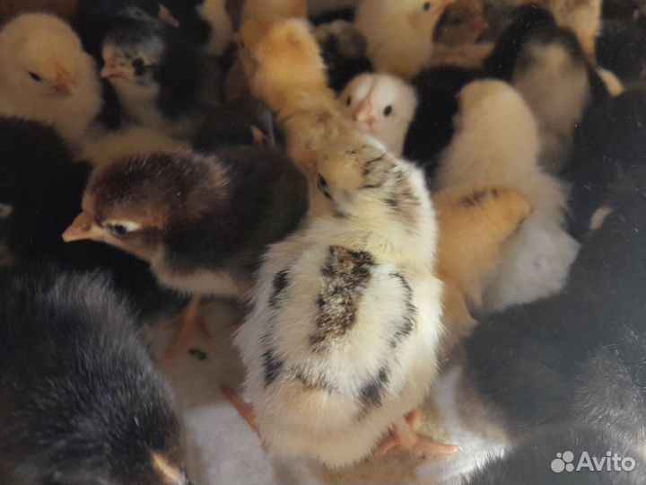 Цыплята