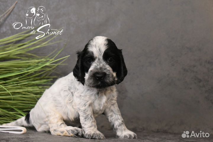 Английский кокер спаниель