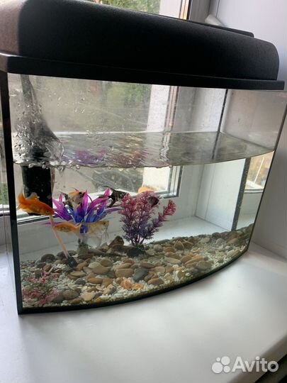 Аквариум