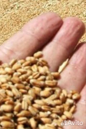 Пшеница урожай 2023