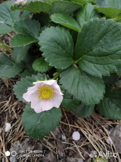 Рассада клубники с розовыми цветами