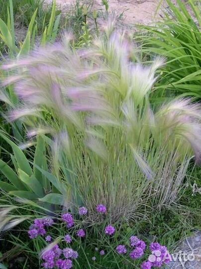 Ячмень гривастый многолетний