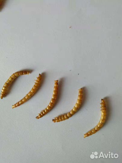 Мучной червь сухой