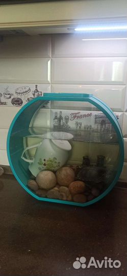 Красноухая черепаха с аквариумом