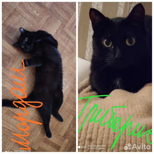 Передержка кошек, собак, хомяков, кроликов и тд